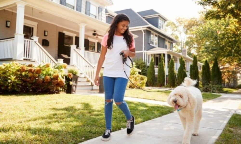 Run a Dog Walking Business